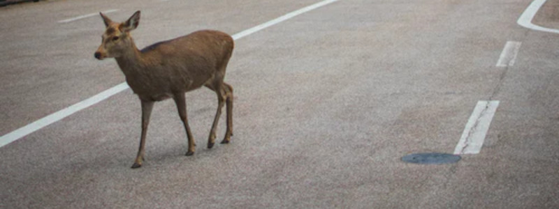 deer in the road