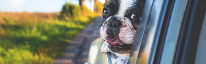 dog hanging out a car window breaking strange driving laws