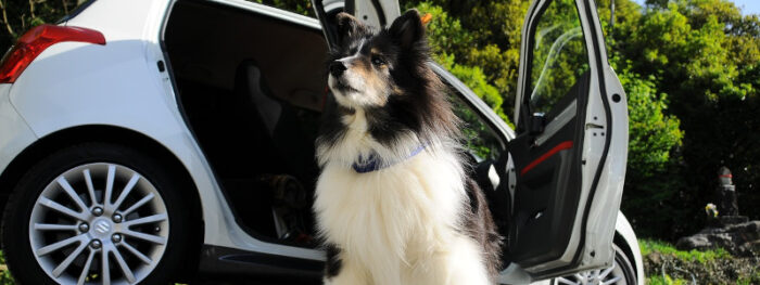dog waiting by vehicle to follow rules for animals in cars