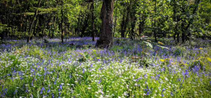 bluebell woods