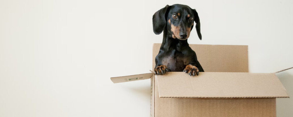 dog in a moving box