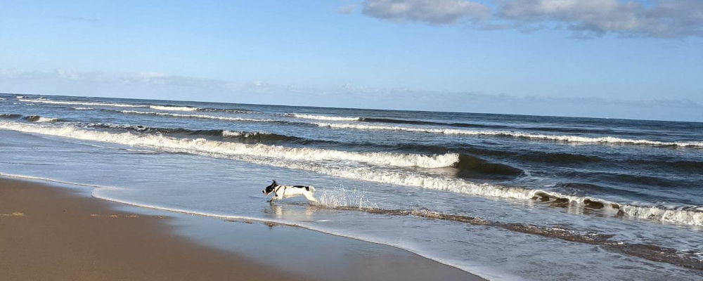 dog running on the beach