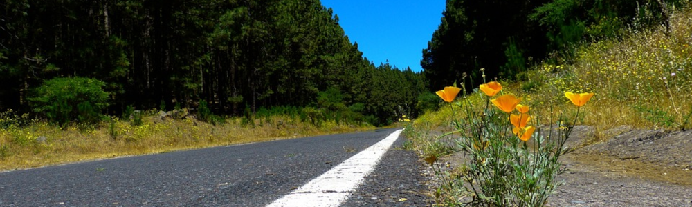 flowers on a road
