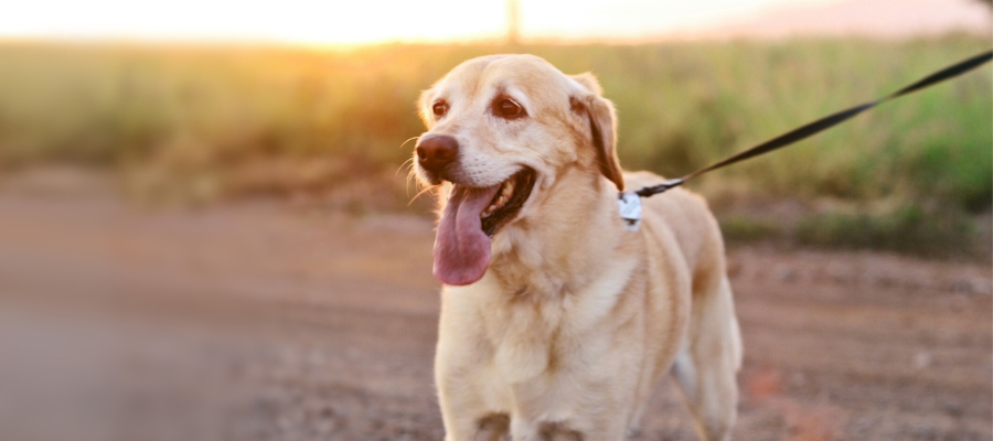 Dog walker on a country road